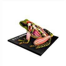 Modelo Anatomico La Rana