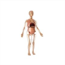 Modelo Anatómico Cuerpo De La Mujer
