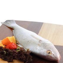 Corvina  platera