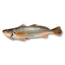 Corvina escama entera  congelado